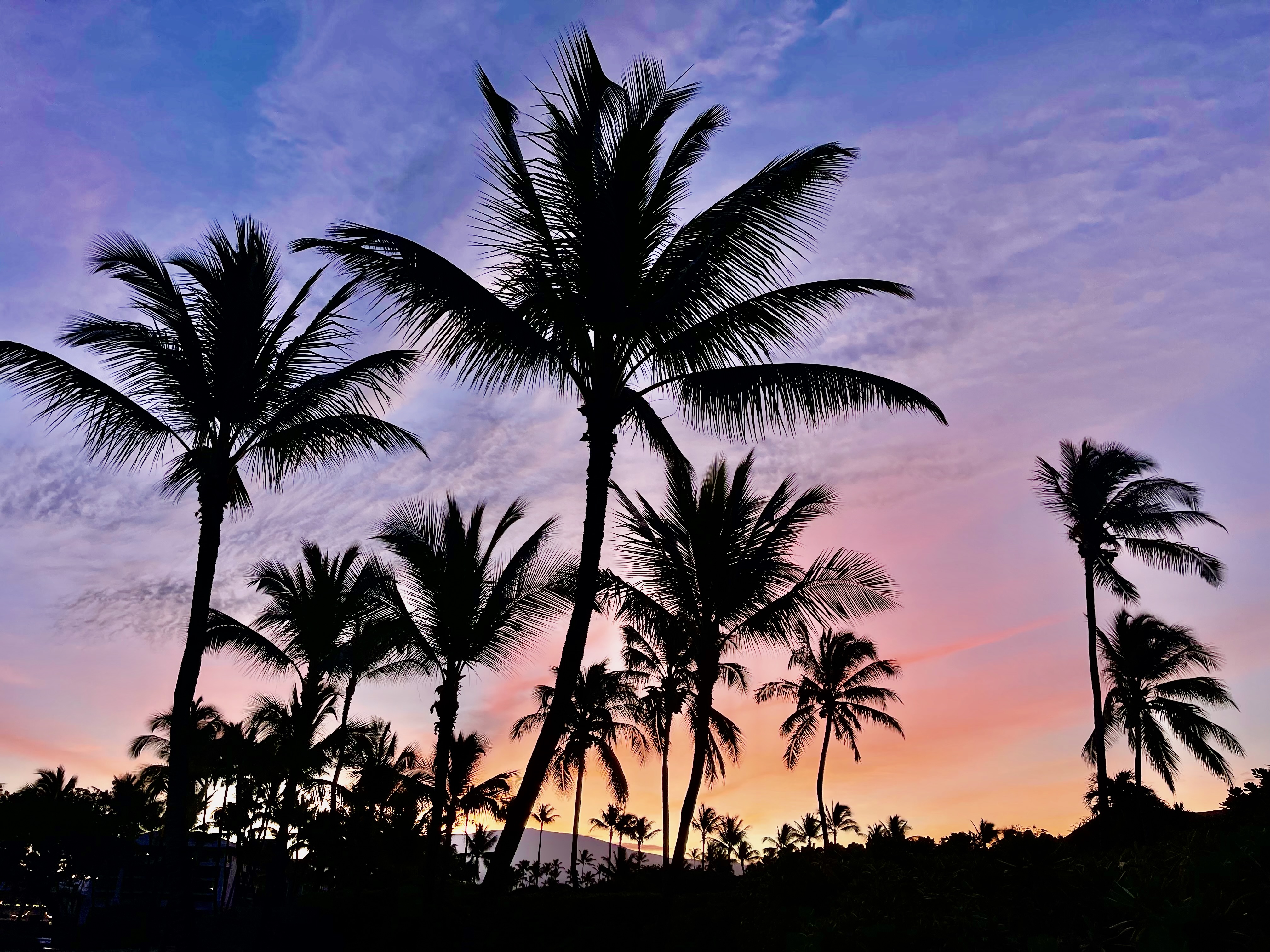 Palm trees in the sunset

AI-generated content may be incorrect.