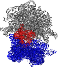 Ribosomal motion as tRNA goes from P/P to P/E sites